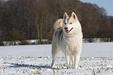 SIBERIAN HUSKY 458